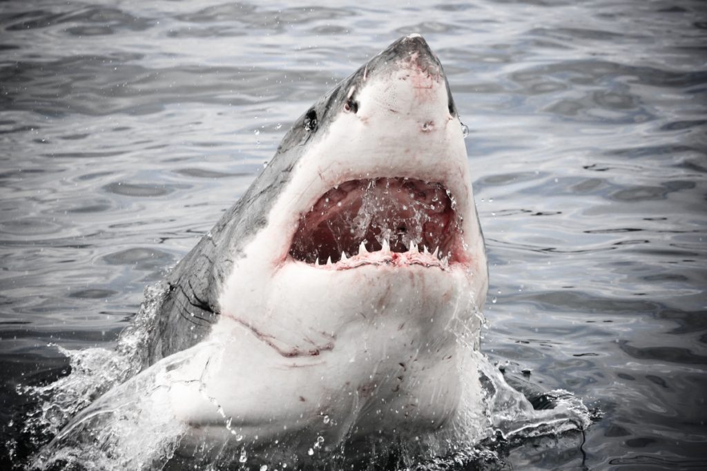 Mujer asesinada en aparente ataque de tiburón mientras nadaba en Maine